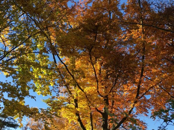 ARBRES