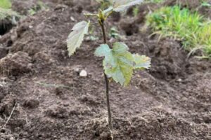 IMG-20251103-WA0010 (1)