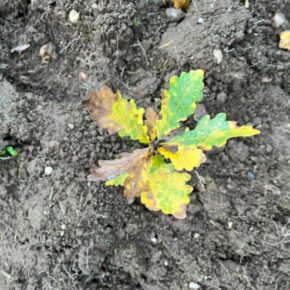 IMG-20251103-WA0011 (1)