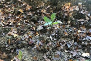 Nouic_11_2024_2 Nouic_11_2024_2